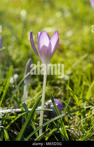 Détail de crocus floue dans la forêt au crépuscule. Banque D'Images