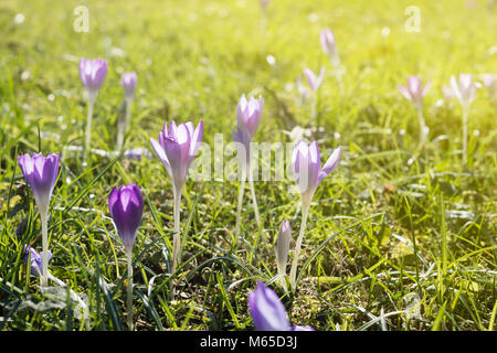 Détail de crocus floue dans la forêt au crépuscule. Banque D'Images