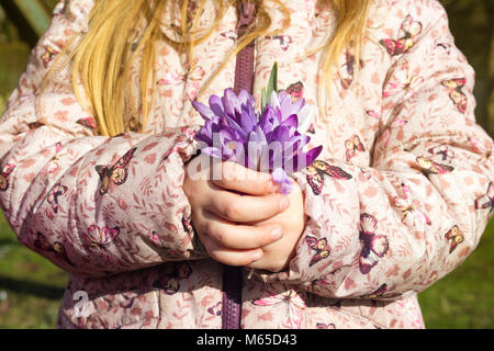 Girl holding a bunch of crocus fleurs dans le jardin. Banque D'Images