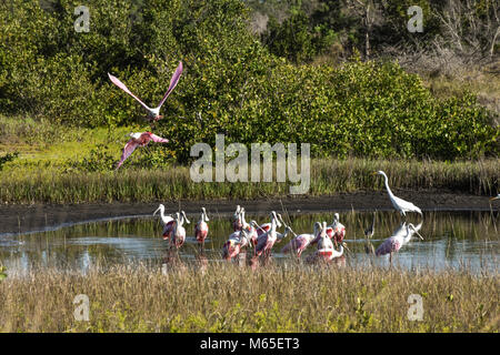 2 spatules battant en grand troupeau de spatules se nourrir dans l'eau à Robinson Préserver dans Bradenton en Floride avec 1 aigrette et 1 Ibis Banque D'Images