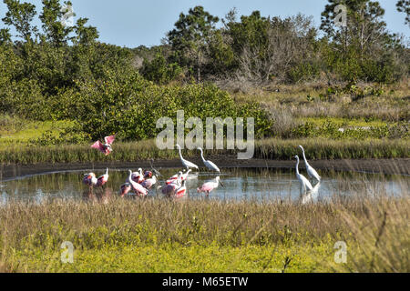 Spoonbill battant à grande bande dans l'eau d'alimentation à Robinson préserver à Bradenton en Floride avec des aigrettes blanches. 3 photos Voir les étapes de descente Banque D'Images