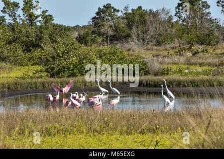 Spoonbill battant à grande bande dans l'eau d'alimentation à Robinson préserver à Bradenton en Floride avec des aigrettes blanches. 3 photos Voir les étapes de descente Banque D'Images