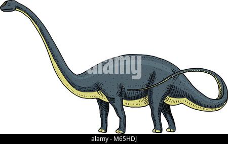 Brachiosaurus dinosaure sauropode, ou Plateosaurus, Diplodocus, Apatosaurus, squelettes, fossiles, lézard ailé. American reptiles préhistoriques, gravé des animaux du jurassique Hand drawn vector. Illustration de Vecteur