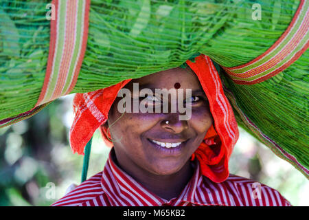 Plateau picker sur les plantations de thé à Munnar, Devikulam, au Kerala, en Inde. Après la cueillette les feuilles, les femmes apportent les énormes sacs à la station de pesage. Banque D'Images