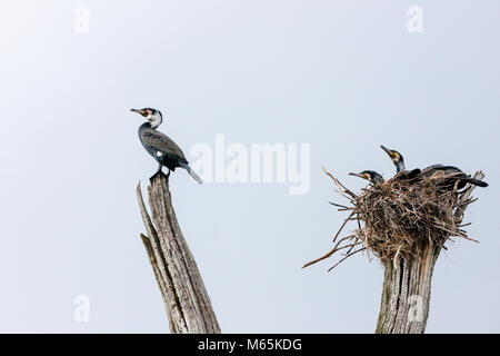 Grands Cormorans au Lac Periyar au sanctuaire animalier de Periyar dans Periyar, Kerala, Inde. Banque D'Images