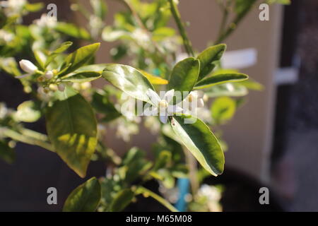 Macro photo de petit arbre orange fleur avec feuilles vertes Banque D'Images