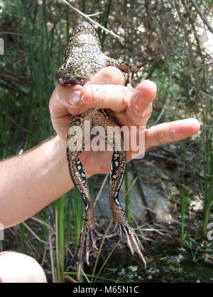 Grenouille à pattes rouges de Californie. La grenouille à pattes rouges de Californie (Rana draytonii) a été une fois qu'on trouve dans le sud de la Californie. Ils ne sont plus trouvés dans le montagnes de Santa Monica, mais un effort de ré-introduction est prévue pour le printemps 2014. Banque D'Images