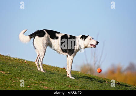 Joli chien jouant un jeu de fetch avec une balle de tennis tout en profitant de l'extérieur sur une belle journée d'été Banque D'Images