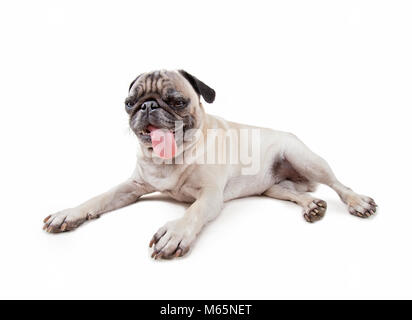 Cute puppy pug avec sa langue traîner dans le studio isolé sur fond blanc Banque D'Images