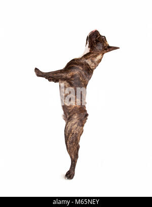 Bouledogue français debout sur ses pattes de mendicité studio shot isolé sur fond blanc Banque D'Images