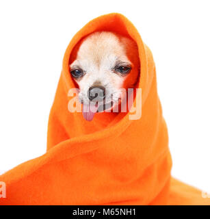 Hauts mignon chihuahua enveloppé dans une couverture orange studio shot isolé sur fond blanc Banque D'Images