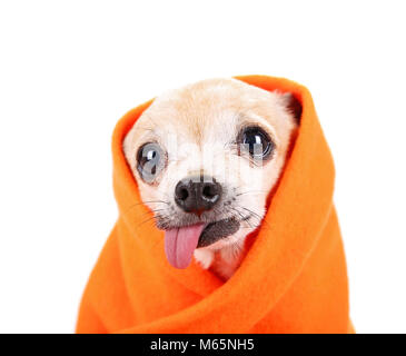 Hauts mignon chihuahua enveloppé dans une couverture orange studio shot isolé sur fond blanc Banque D'Images