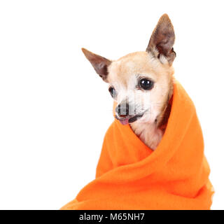 Hauts mignon chihuahua enveloppé dans une couverture orange studio shot isolé sur fond blanc Banque D'Images