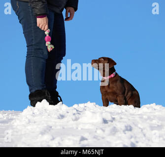 Mignon chiot labrador chocolat jouer dehors dans la neige sur un jour d'hiver ensoleillé Banque D'Images