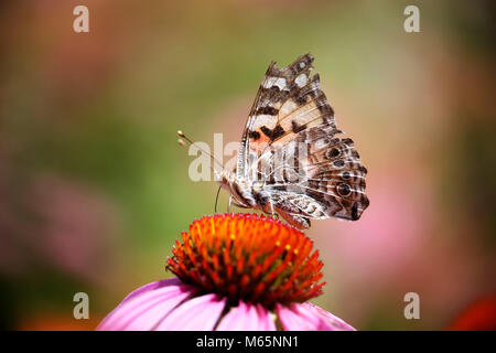 Belle belle dame papillon sur une fleur en sirotant du nectar et pollen diffusion sur une chaude journée d'été Banque D'Images