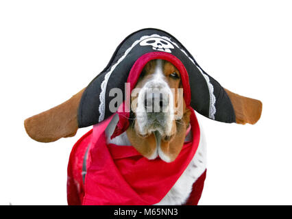 Basset Hound habillé dans un costume de pirate avec un chapeau et un costume foulard studio shot on un cas isolé sur fond blanc Banque D'Images