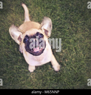 Chihuahua chiot mignon mix pug joue dehors dans l'herbe verte fraîche tonique avec un filtre instagram vintage retro Banque D'Images