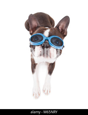 Boston terrier avec lunettes bleu sur studio shot sur un cas isolé sur fond blanc Banque D'Images