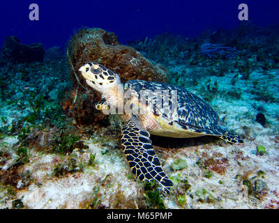 Tortue imbriquée reposant à côté de l'éponge baril sur le sable. Banque D'Images