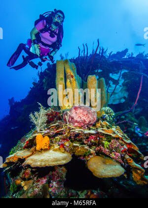 Au cours de natation plongeur femelle corail avec fond de l'eau bleue Banque D'Images