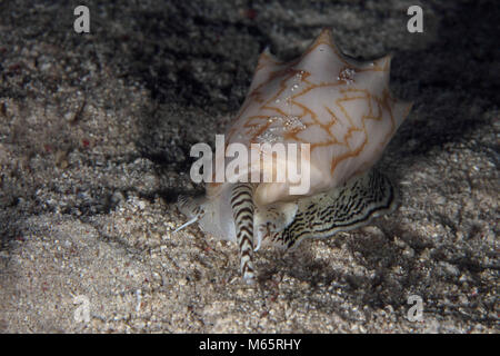 Gros escargot de mer prédatrice Cymbiola vespertilio à la nuit. L'île de Panglao, Philippines Banque D'Images