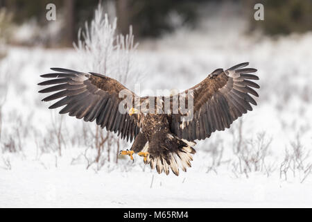 L'aigle de mer à queue blanche coup de cacher en Suède Banque D'Images