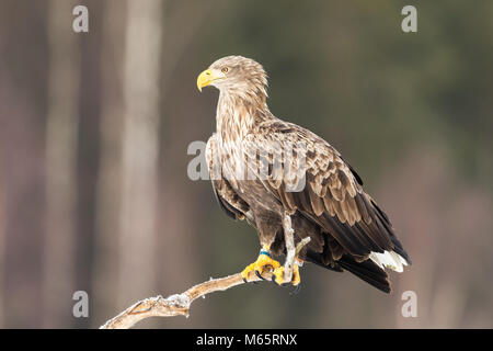 L'aigle de mer à queue blanche coup de cacher en Suède Banque D'Images