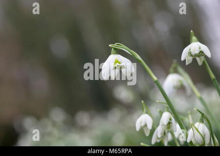 Galanthus 'poe Hill'. Snowdrop 'Hill poe' fleurit en février. UK Banque D'Images
