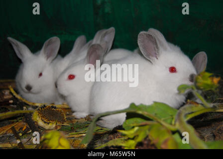 Les petits lapins colour point (race 'Californian'), avec des yeux rouges. Les animaux de ferme à la ferme. Banque D'Images