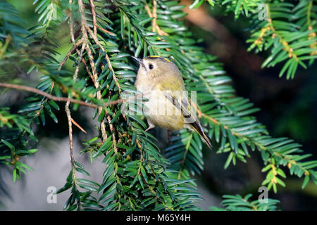 Goldcrest ( Regulus regulus ) perché sur un pin, Bracknell, Berkshire, Royaume-Uni Banque D'Images