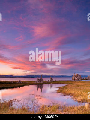 Le coucher du soleil, les zones humides, des formations de tuf, lac Mono, Mono Basin NF, NF d'Inyo, CA Banque D'Images