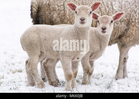 Agneaux jumeaux standing in snow Banque D'Images