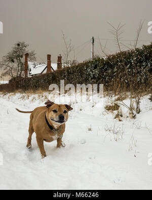 Ipswich, Angleterre. 28 février 2018. un vieux Staffordshire Bull Terrier chien de compagnie, SBT, profiter de la neige dans le froid. Le temps de gel a été présenté à partir de la Sibérie et de l'appelé, la Bête de l'Est. Le chien tourne autour et jouer dans la neige. Photographié avec un appareil photo Ricoh GRII. Banque D'Images