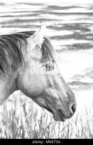 Photo monochrome des chevaux sauvages dans un champ près de l'eau Banque D'Images