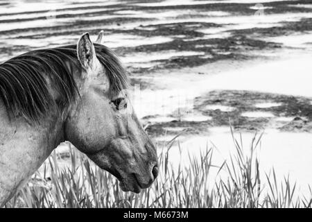 Photo monochrome des chevaux sauvages dans un champ près de l'eau Banque D'Images