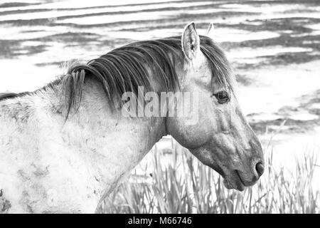 Photo monochrome des chevaux sauvages dans un champ près de l'eau Banque D'Images