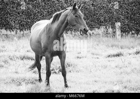 Photo monochrome des chevaux sauvages dans un champ près de l'eau Banque D'Images