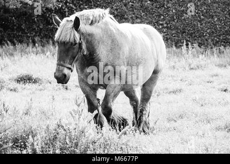 Photo monochrome des chevaux sauvages dans un champ près de l'eau Banque D'Images