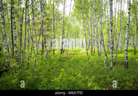 Bouleau forêt en parc national de Biebrza, Pologne Banque D'Images