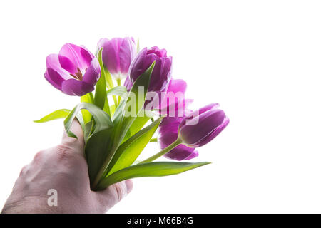 Bouquet de fleurs tulipe violette dans la main de l'homme, isolés de l'espace de copie. Man holding bunch of tulips. copie de l'espace pour votre texte. Banque D'Images