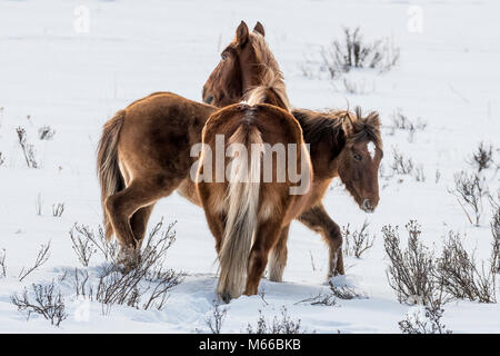 Sauvage chevaux sauvages paissant dans la neige en hiver le long de la route forestière de l'Alberta  Banque D'Images