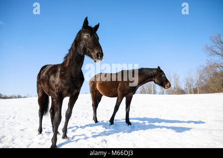 Mignon deux chevaux sur la prairie enneigée en hiver Banque D'Images