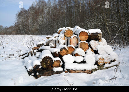 Bois de chauffage coupé pile de neige sur le terrain près de la forêt d'hiver Banque D'Images