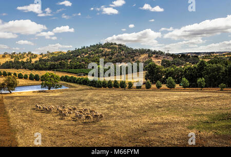 Moutons dans un pré, Gin Gin, Queensland, Australie Banque D'Images