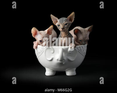 Trois chatons sphynx dans un bol Banque D'Images