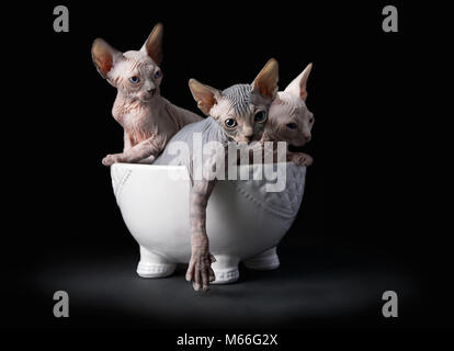 Trois chatons sphynx dans un bol Banque D'Images