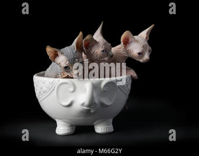 Trois chatons sphynx dans un bol Banque D'Images