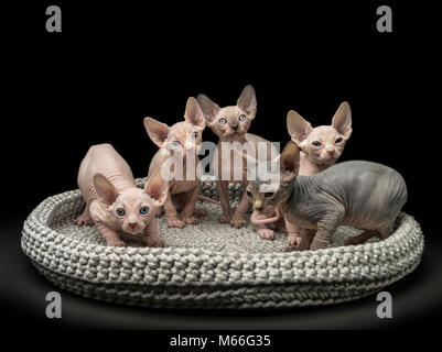 Cinq chatons sphynx dans un lit de chat Banque D'Images