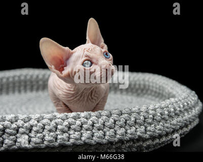 Chaton sphynx dans un lit de chat Banque D'Images