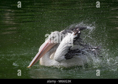 Oiseau Pelican secouant l'eau de ses plumes, Jakarta, Indonésie Banque D'Images